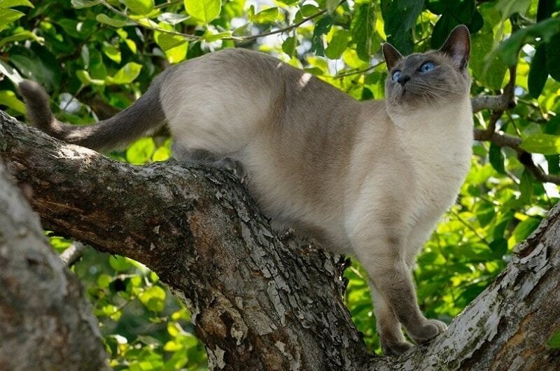 Blue-Point-Siamese