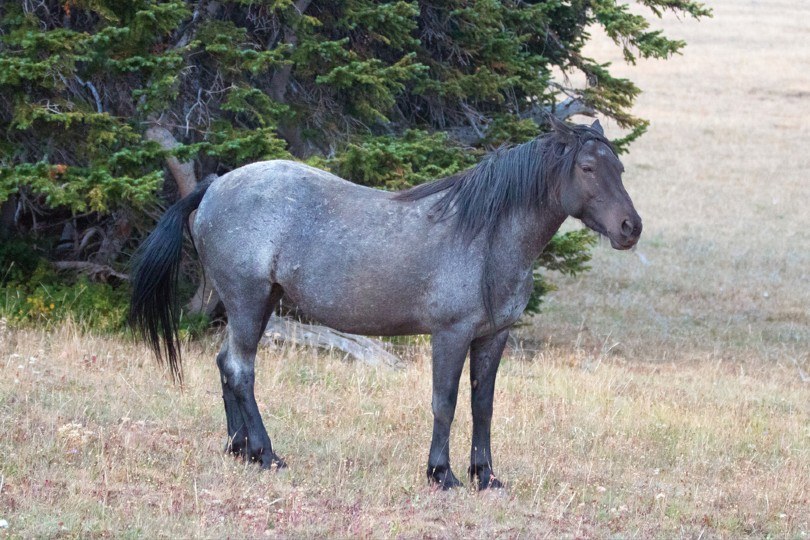 Blue Roan Horse