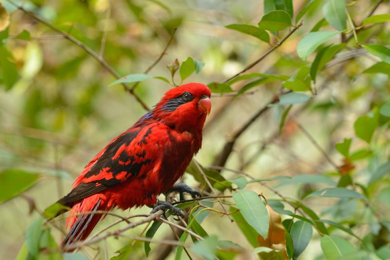 Blue Streaked Lory (Eos reticulata)