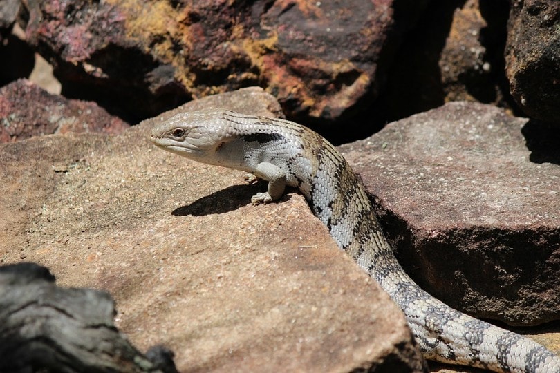 Blue Tongue Skink in stone