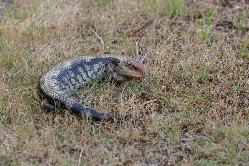 Blue Tongue Skink in the field