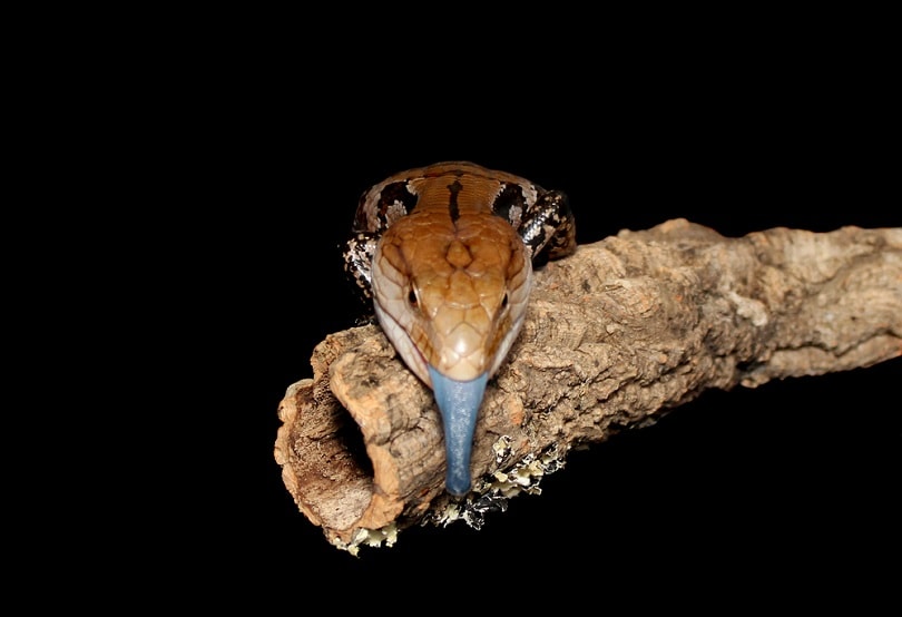 Blue Tongue Skink_Cindy Cwaygel_shutterstock