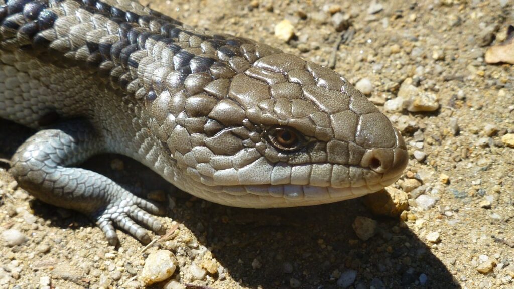 Blue-Tongued Skink_Pixabay