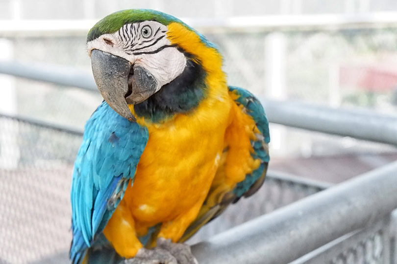 Blue-and-Gold Macaw