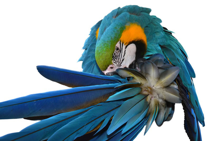 Blue and Yellow Macaw preening