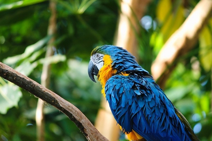 Blue-and-Yellow Macaw