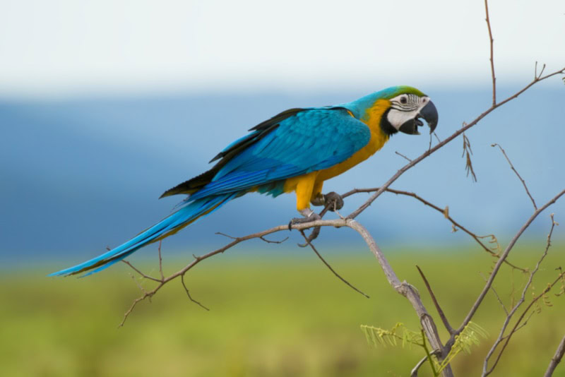 Blue and gold macaw on a dried up tree branch