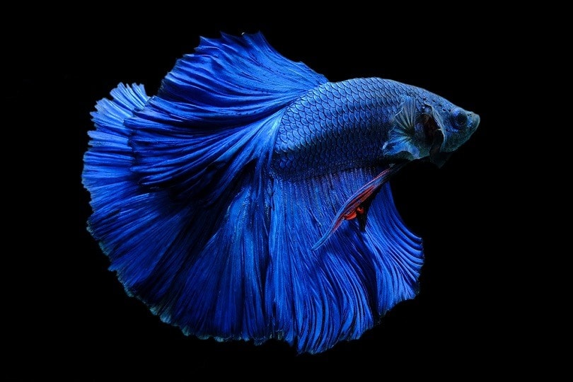 Blue colour betta fish_Jeravano_shutterstock