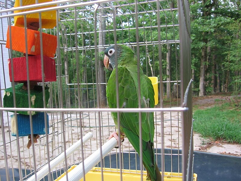 Blue-crowned Conure