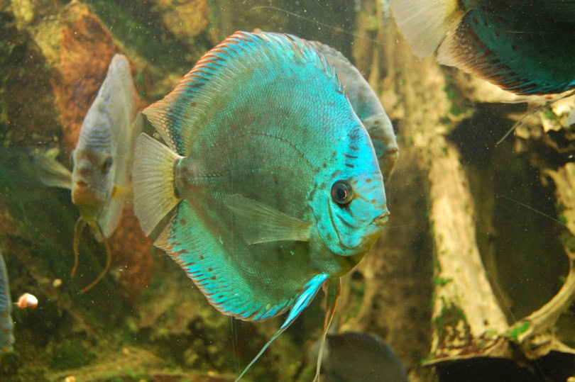 Blue discus