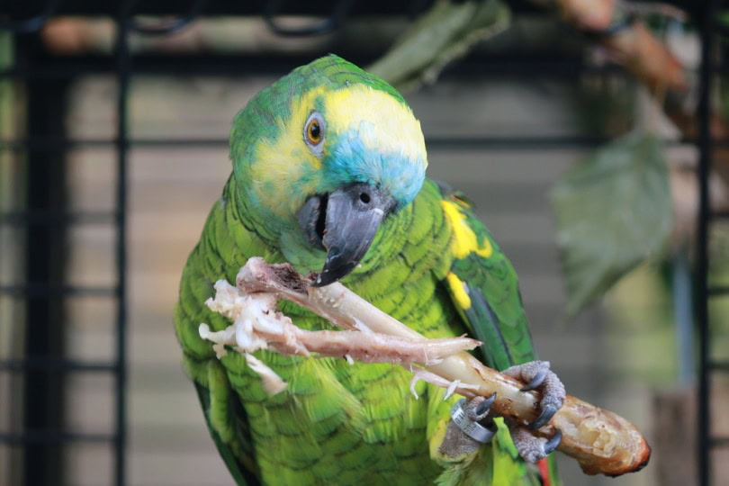 Blue-fronted Amazon parrot