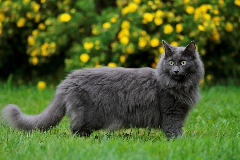 Blue norwegian forest cat