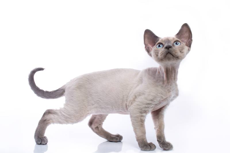 Blue point teenage Devon Rex kitten in playful poses isolated on white background