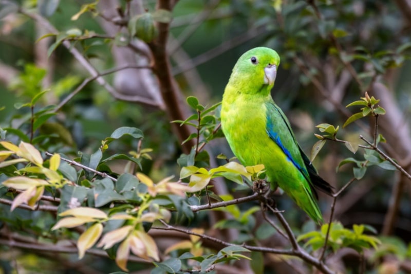 Blue-winged parrotlet on a tree branch