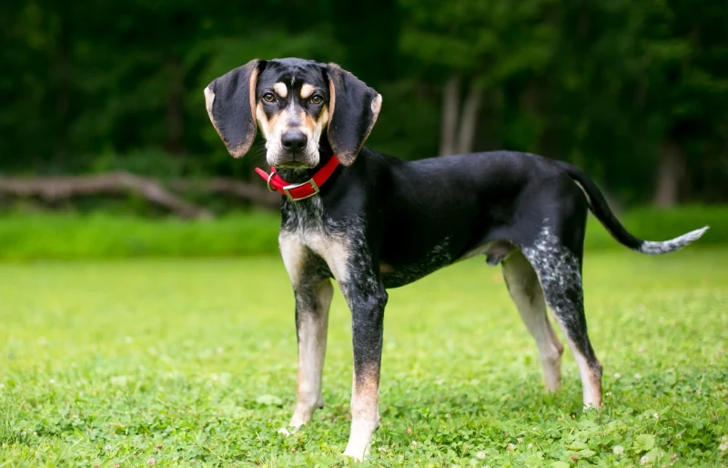 Bluetick Coonhound dog