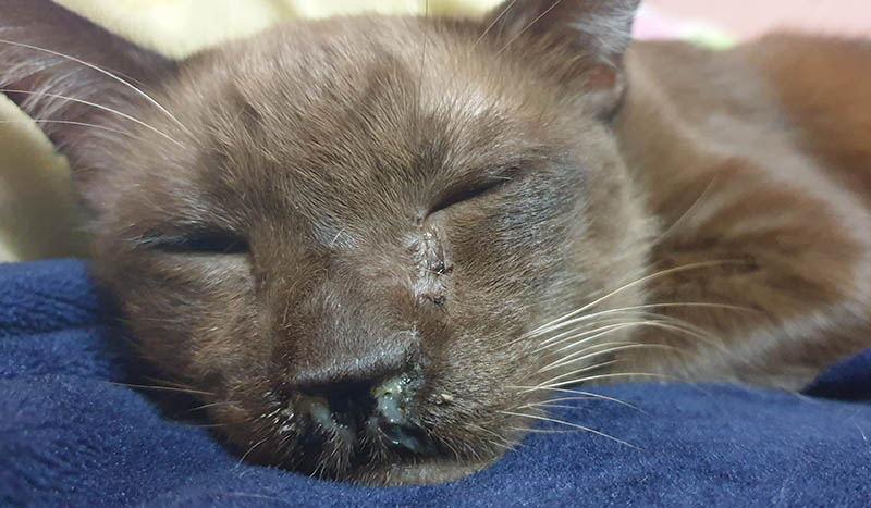 Blurred of a older brown cat with runny noses