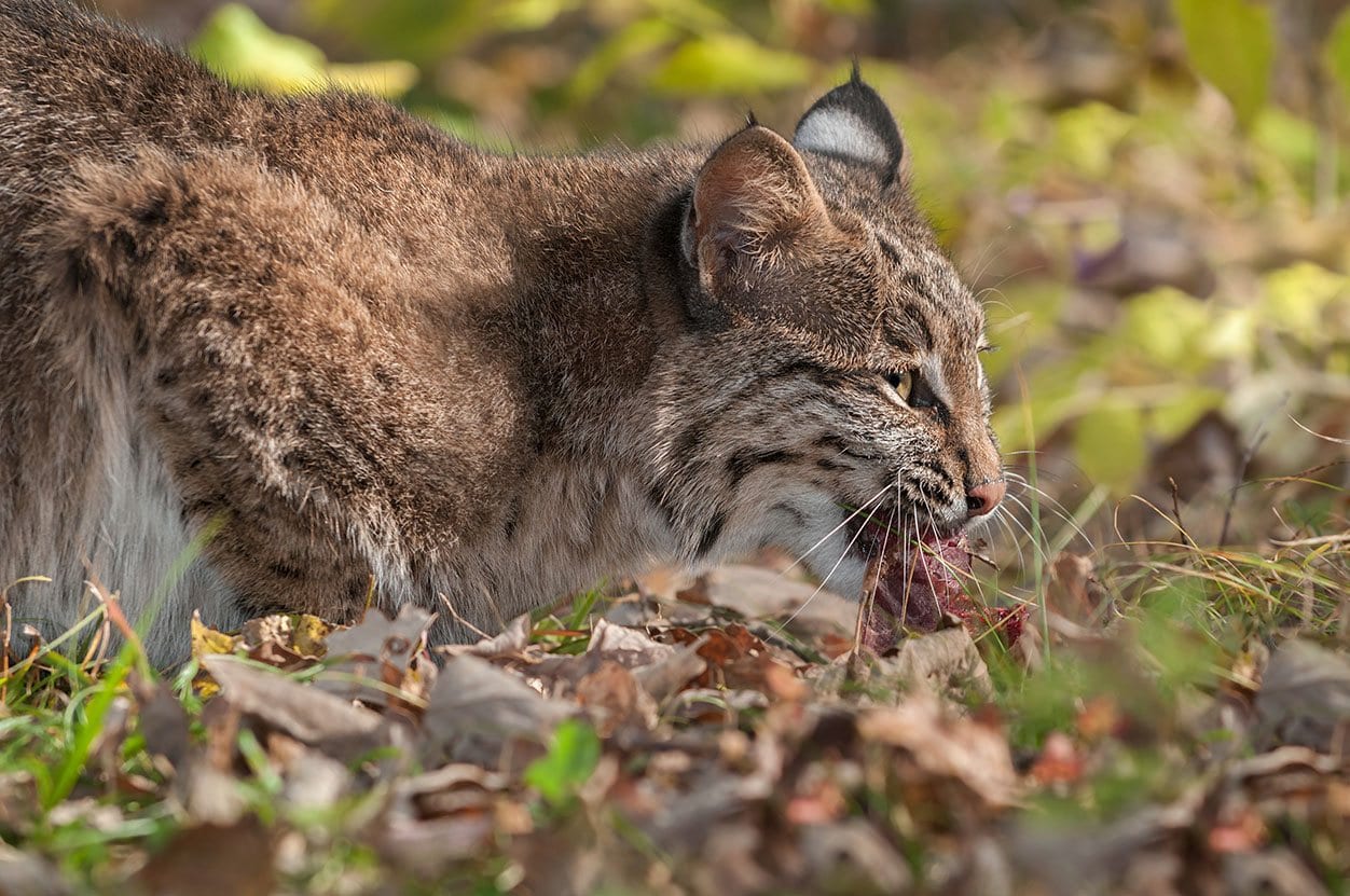Bobcat eating