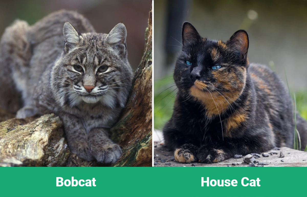 Bobcat vs House Cat - Visual Differences
