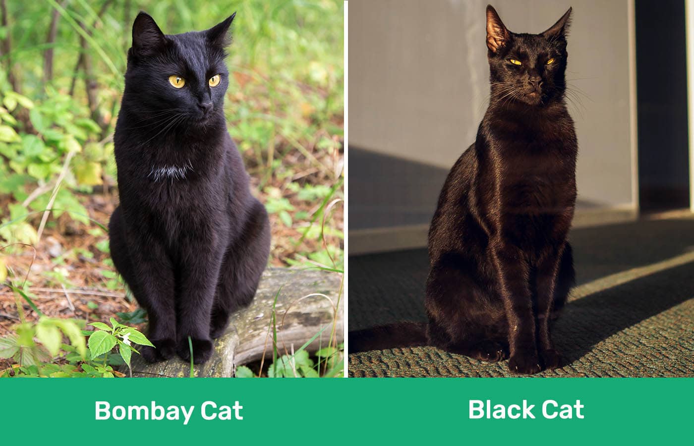 Bombay Cat vs Black Cat side by side