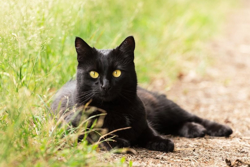 Bombay black cat portrait
