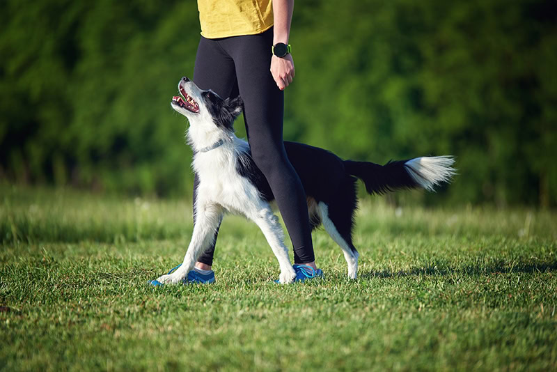 Border collie during obedience training
