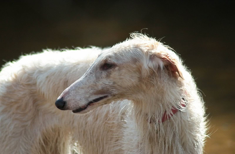 Borzoi dog breed