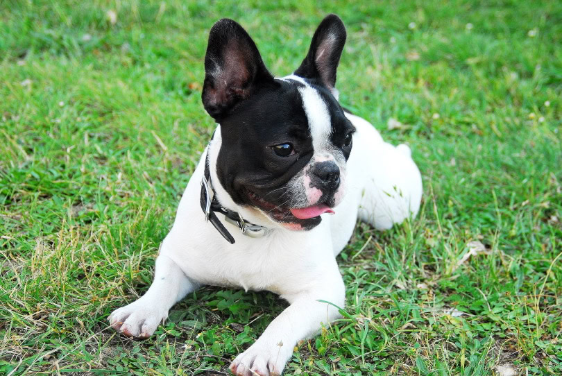 Boston Terrier in grass