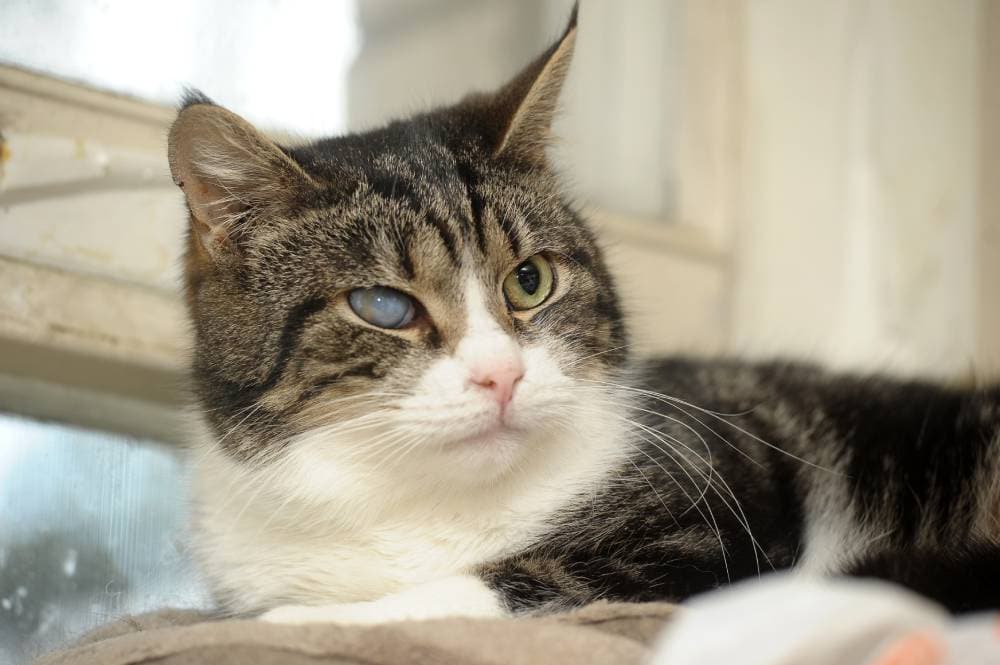 Both Cat eyes have Retinal Detachment