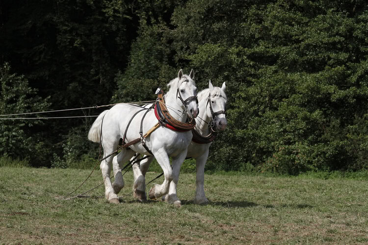 Boulonnais horses running