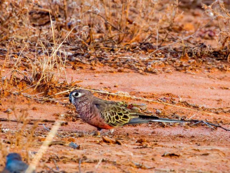 Bourke's Parrot in Queensland Australia