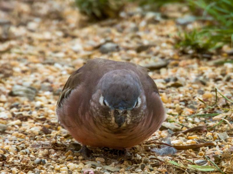 Bourke's Parrot in Rural Australia