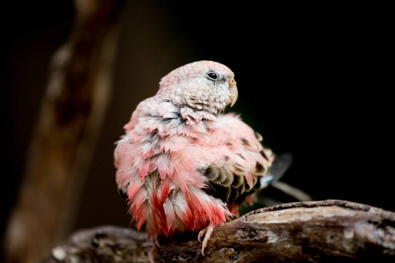 Bourke's parakeet at Bloedel Conservatory