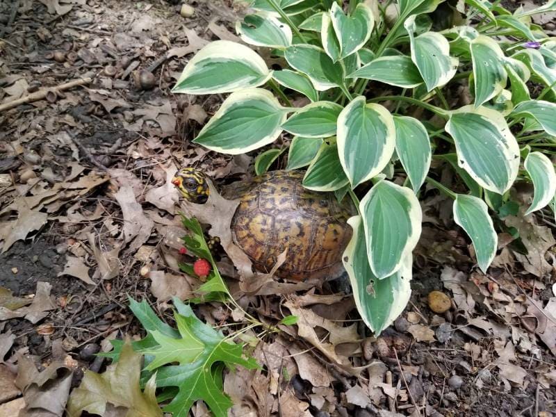 Box turtle eating raspberries