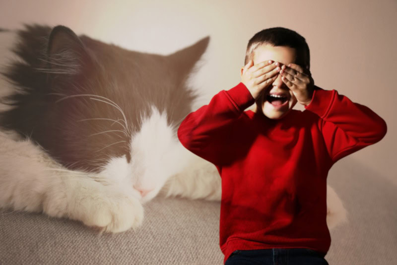 Boy terrifeed of cats