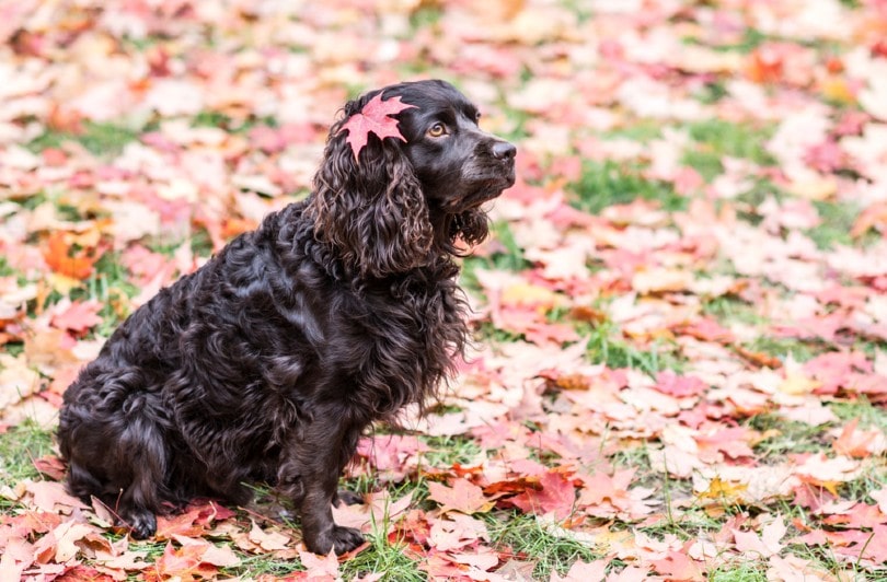 Boykin Spaniel sitting on leaves