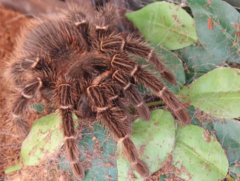 Brazilian Salmon Pink Bird Eating Tarantula sitting on artificial leaves