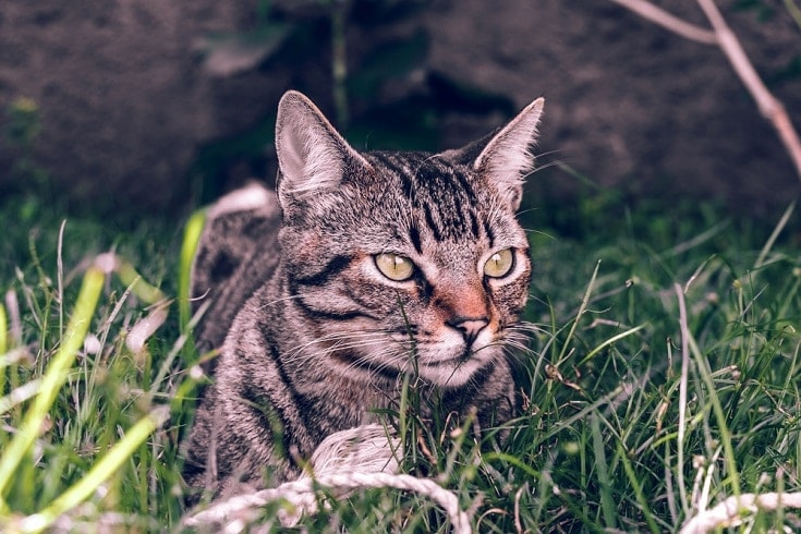 Brazilian Shorthair cat lying on grass