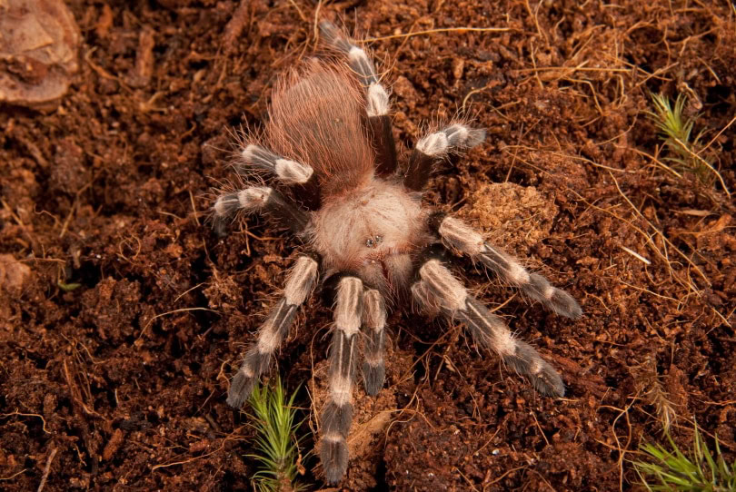Brazilian red and white tarantula