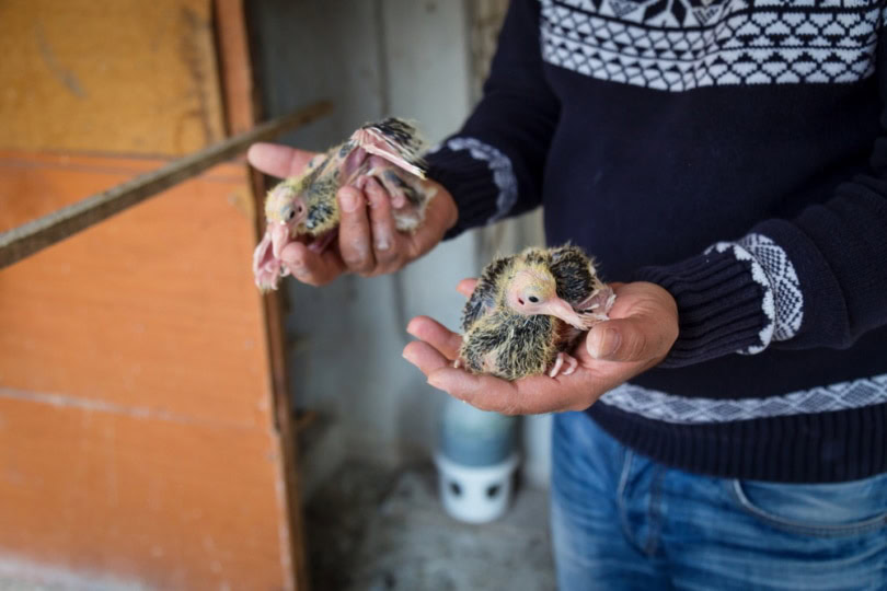 Breeder holding birds in hand