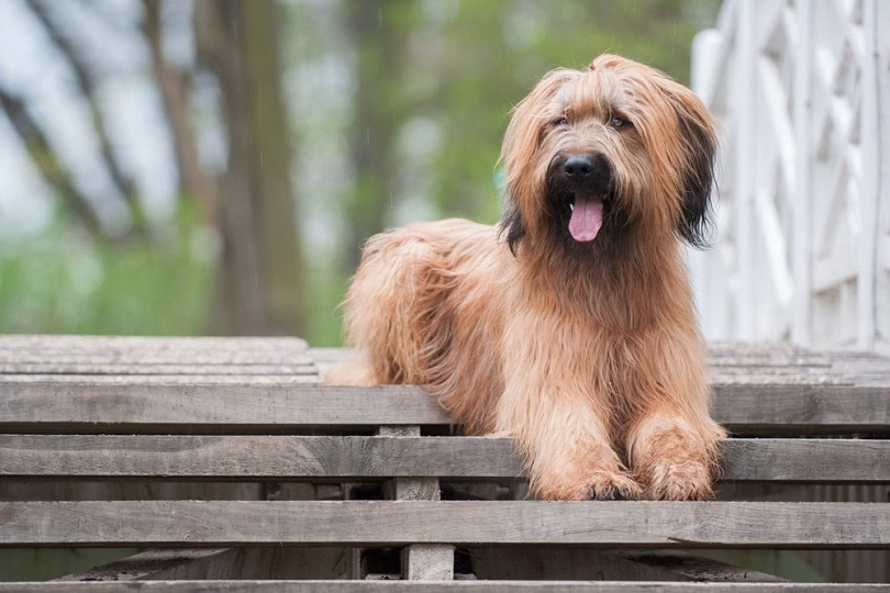 Briard-in-park_kyliskova.cz_shutterstock