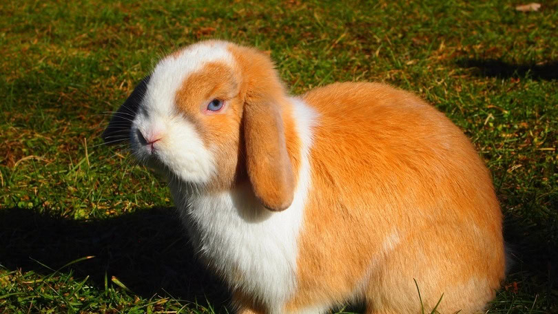 Bright-orange-Holland-lop-bunny_Katie-E-Boyd_shutterstock