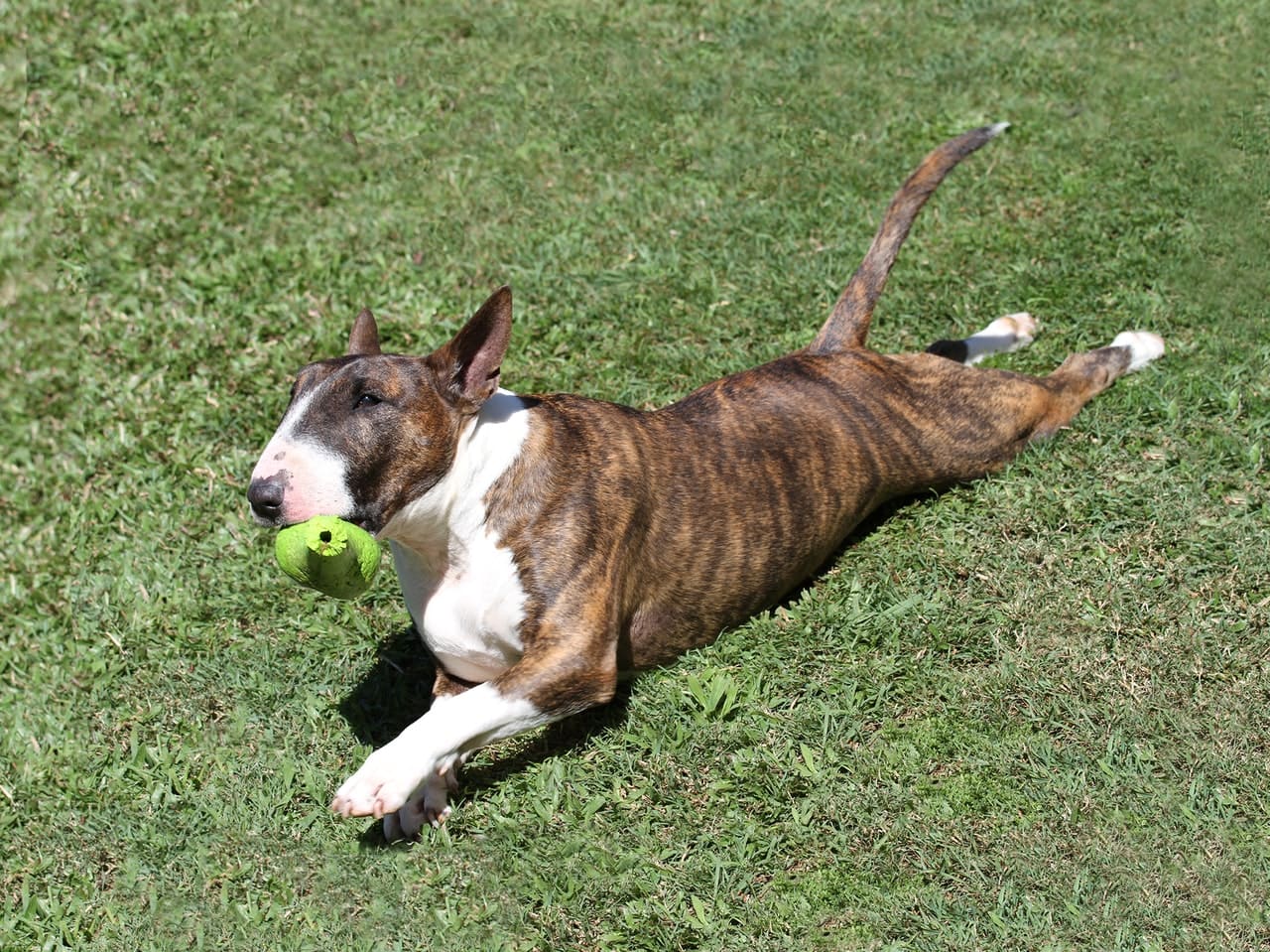 Brindle Bull Terrier