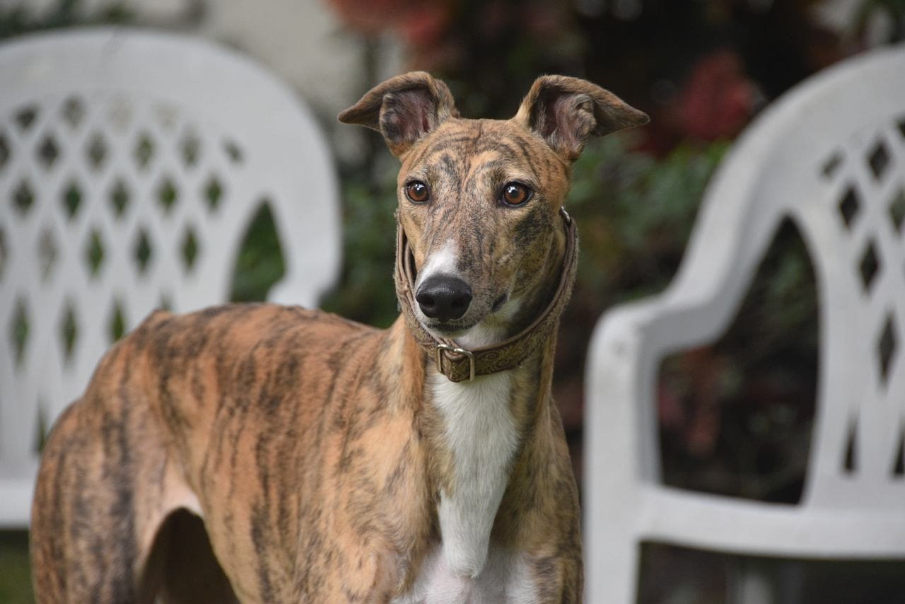 Brindle Greyhound
