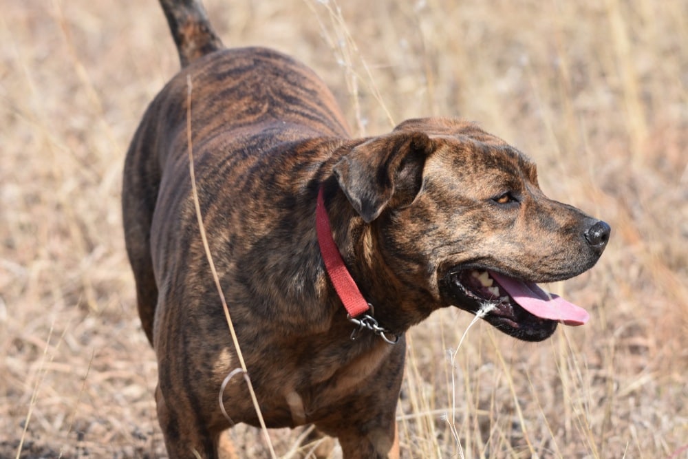 Brindle Mountain Cur dog