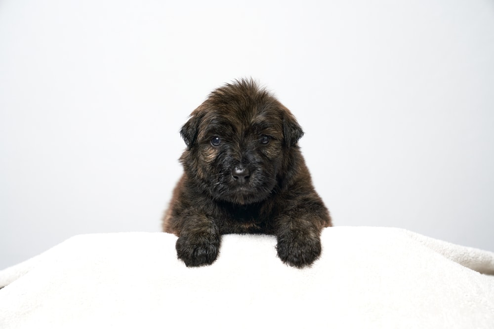 Brindle color 4 week old Bouvier des Flandres