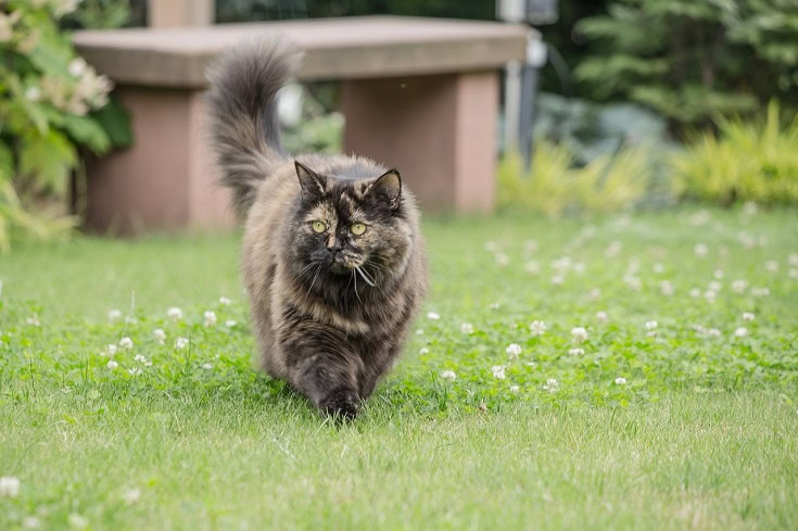 British Longhair Cat