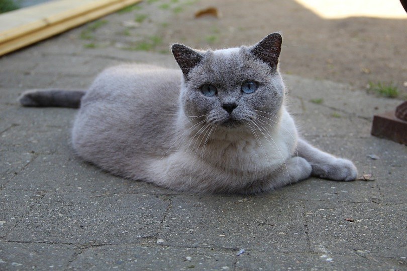 British Shorthair Cat