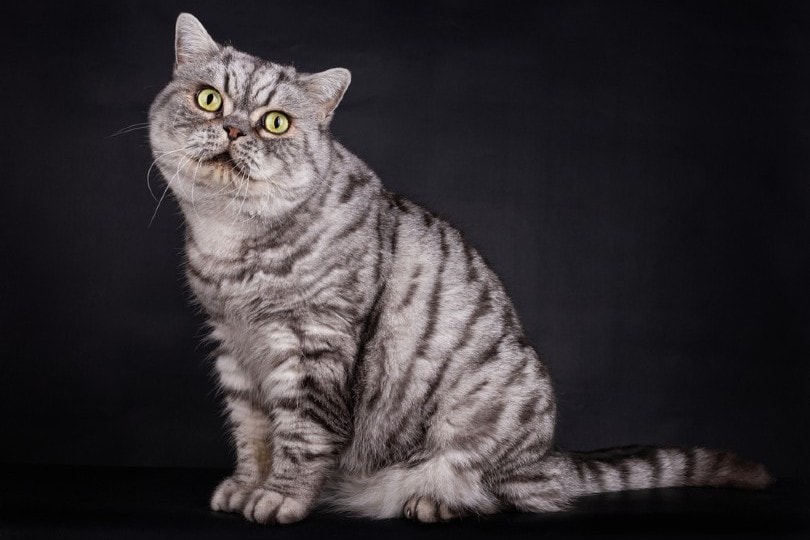 British Shorthair cat