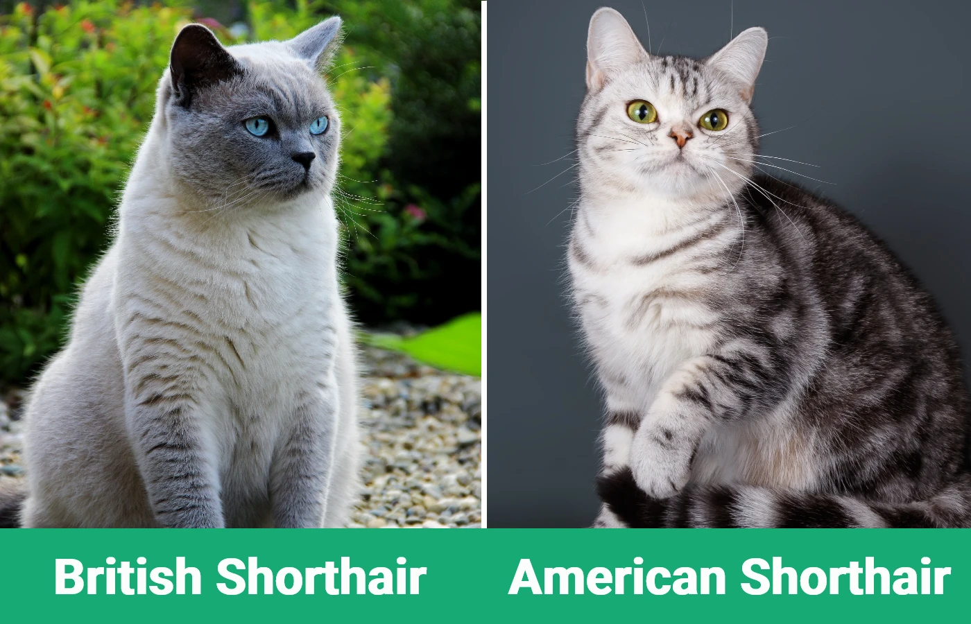 British Shorthair vs American Shorthair - Visual Differences