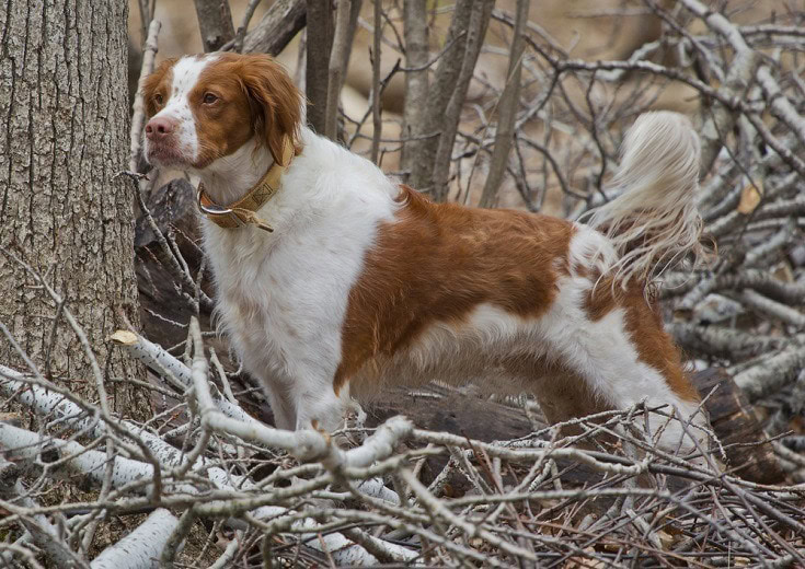 Brittany-Spaniel